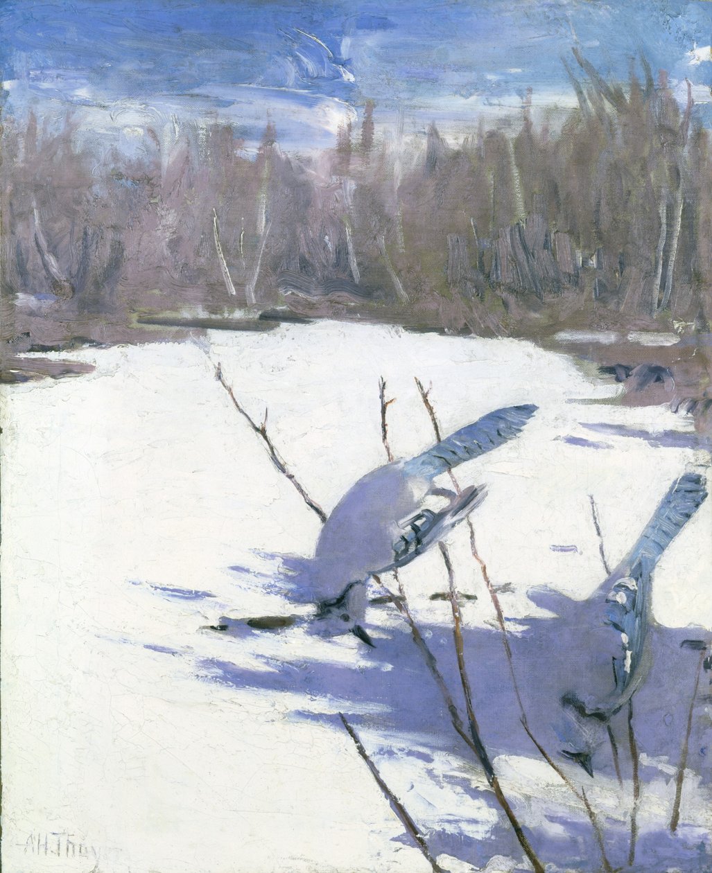 Blue Jays in Winter, studie til bogen Concealing Coloration in the Animal Kingdom af Abbott Handerson Thayer