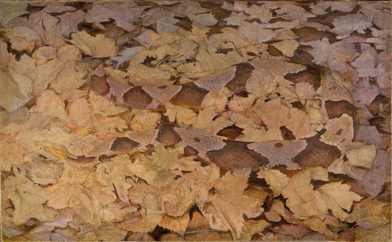 Copperhead Snake på døde blade, studie til bogen Concealing Coloration in the Animal Kingdom af Abbott Handerson Thayer