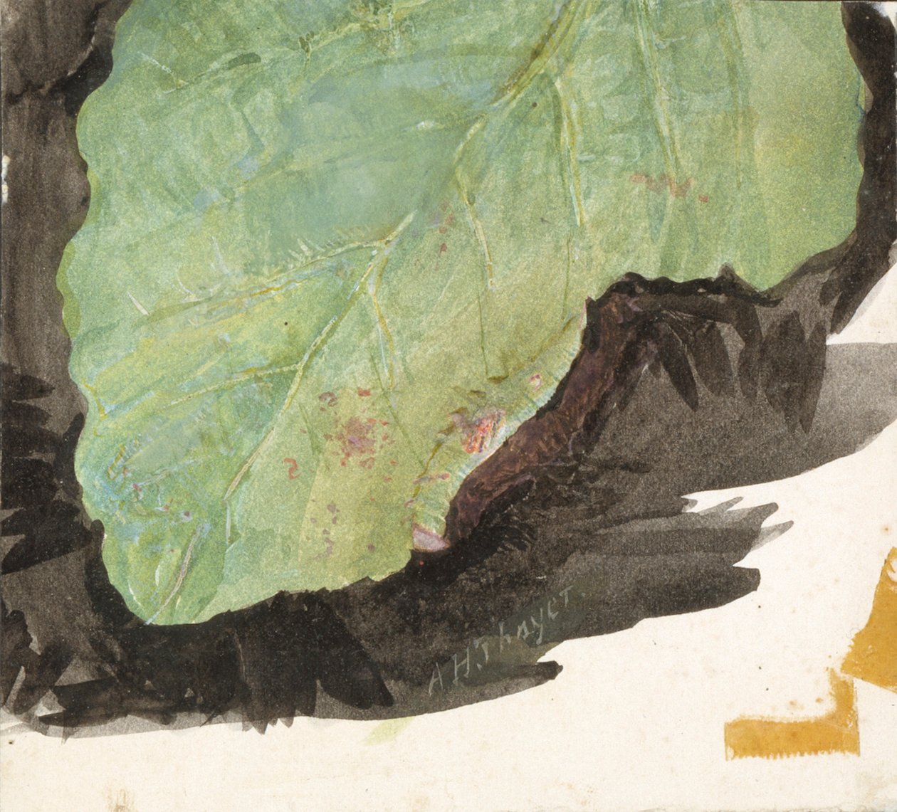 Heterocampa Biundata, Walker, studie til bogen Concealing Coloration in the Animal Kingdom, n.d. af Abbott Handerson Thayer