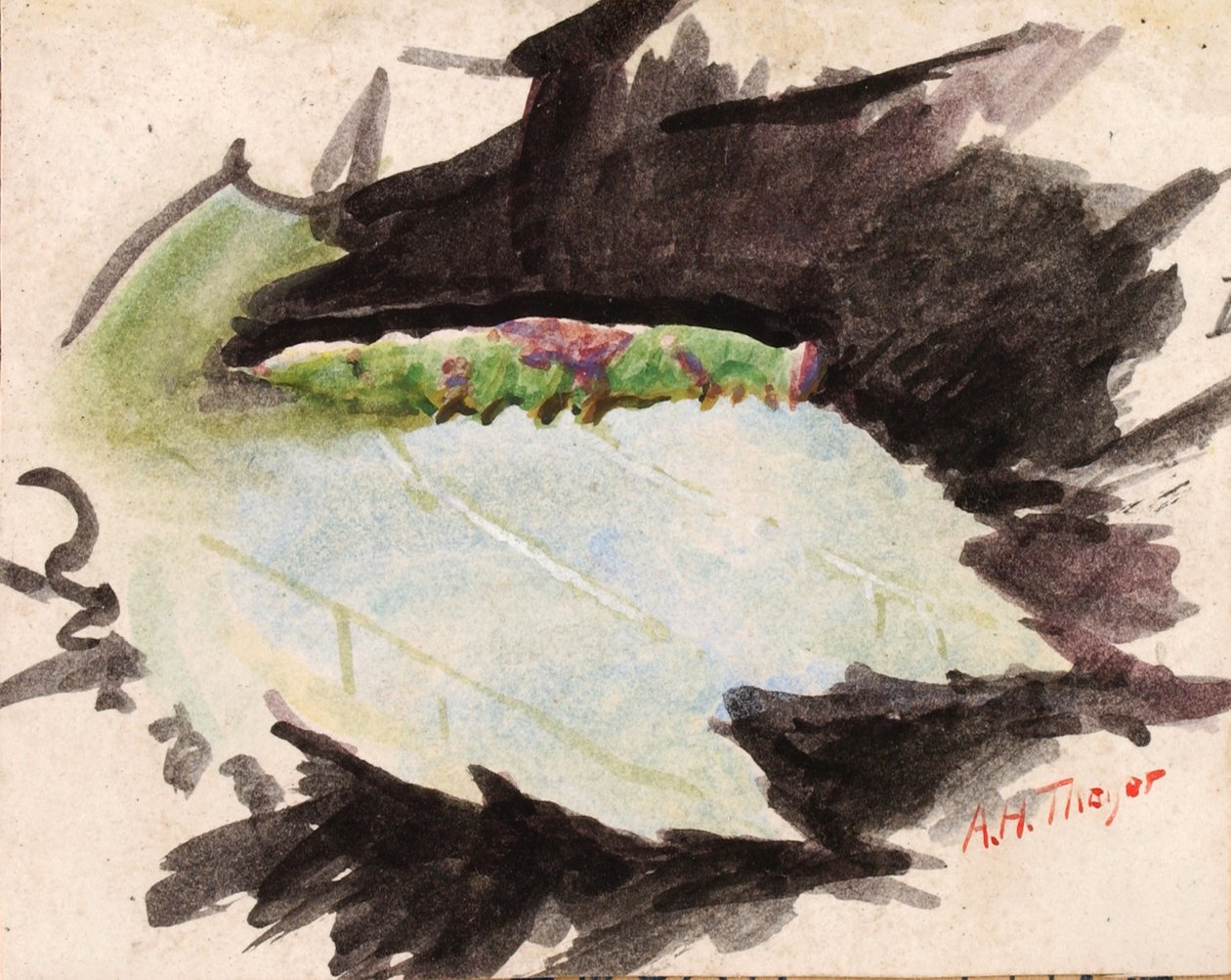 Heterocampa Biundata, Walker, studie til bogen Concealing Coloration in the Animal Kingdom, n.d. af Abbott Handerson Thayer