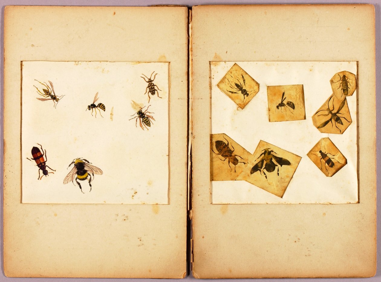 INSEKTEN--Farbig (Beste Hummeln...), Studienmappe für das Buch Concealing Coloration in the Animal Kingdom af Abbott Handerson Thayer