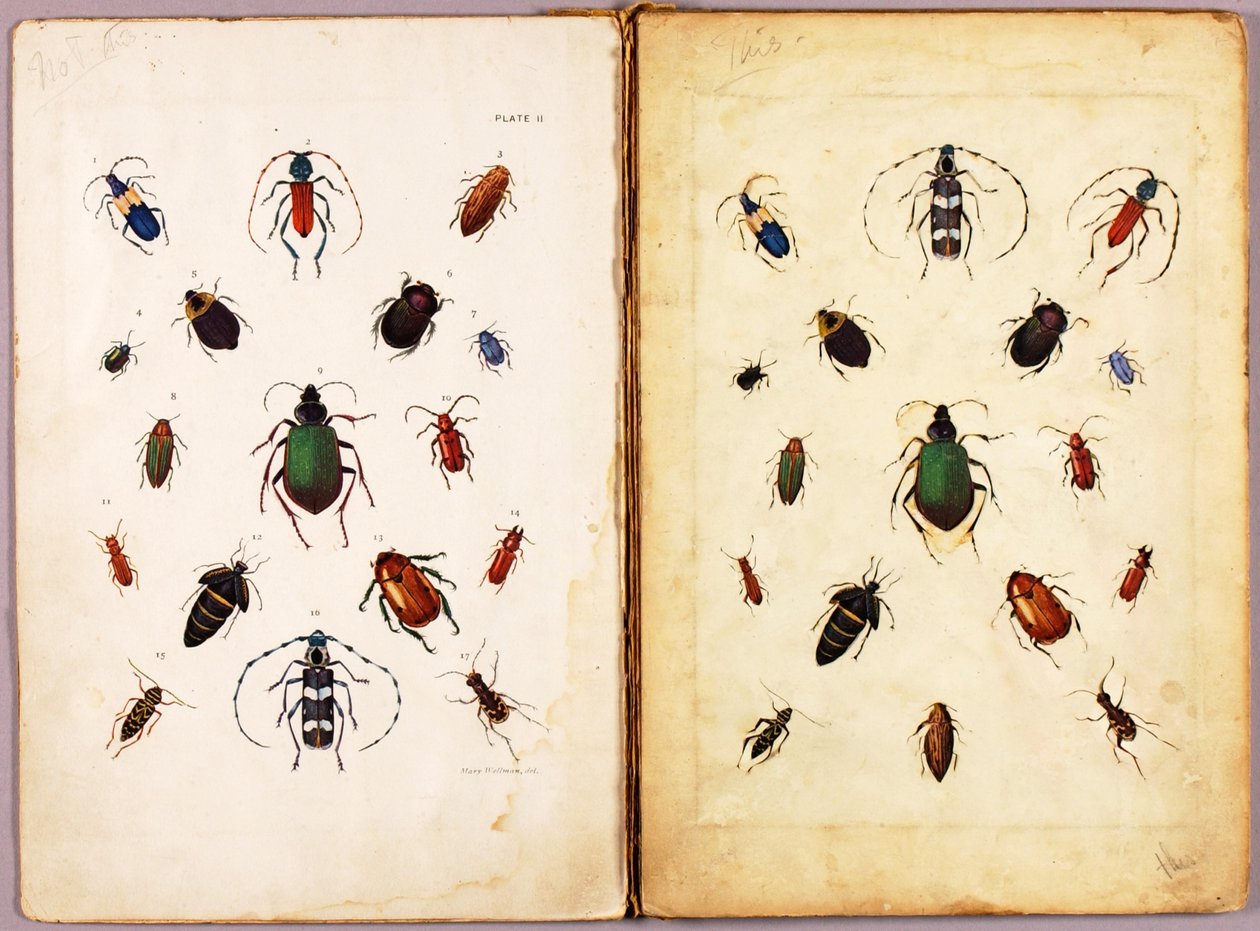 INSEKTER – Farvede biller, landskab, studiemappe til bogen »Concealing Coloration in the Animal Kingdom« af Abbott Handerson Thayer