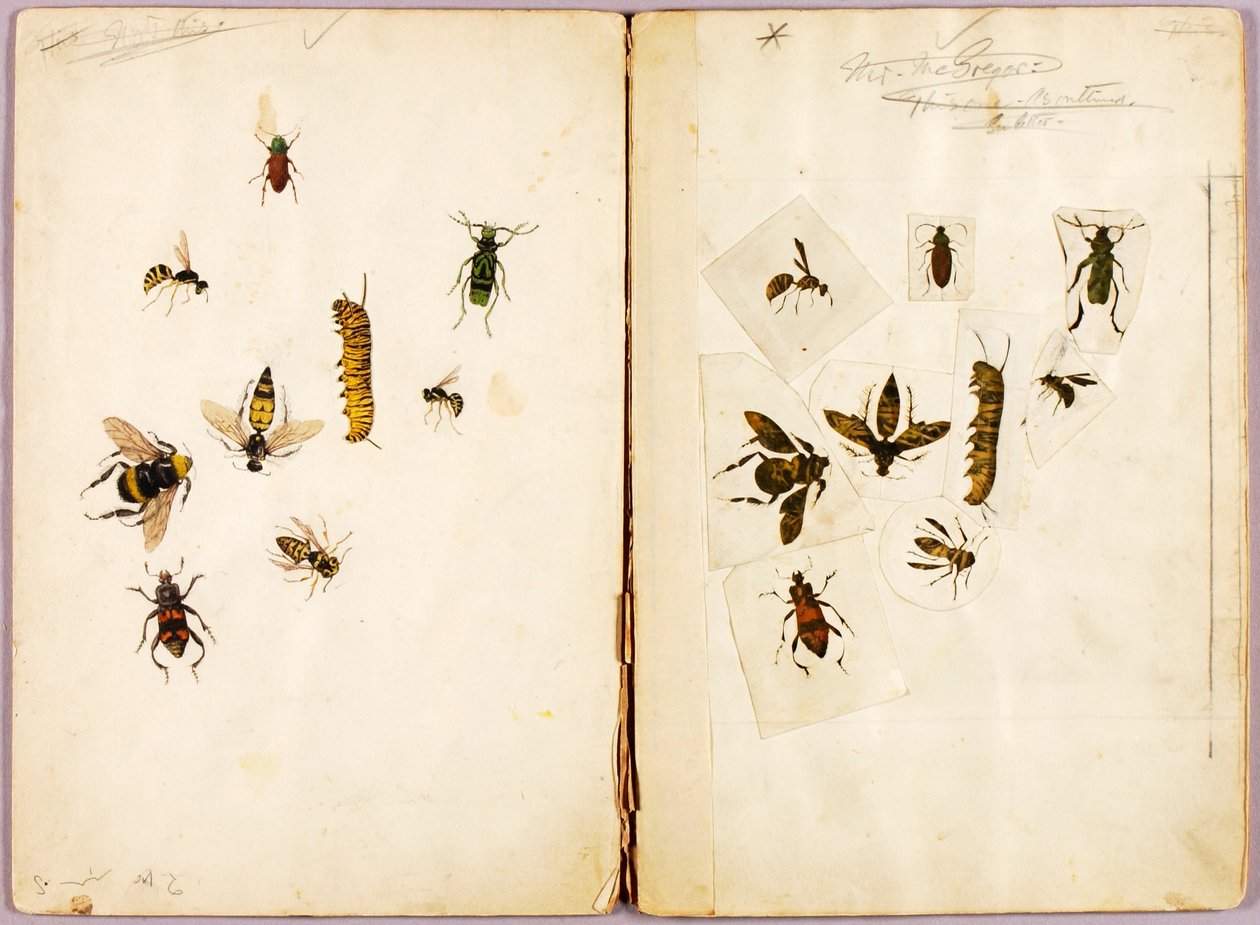 Insekter - farvelagte, studiemappe til bogen Concealing Coloration in the Animal Kingdom af Abbott Handerson Thayer