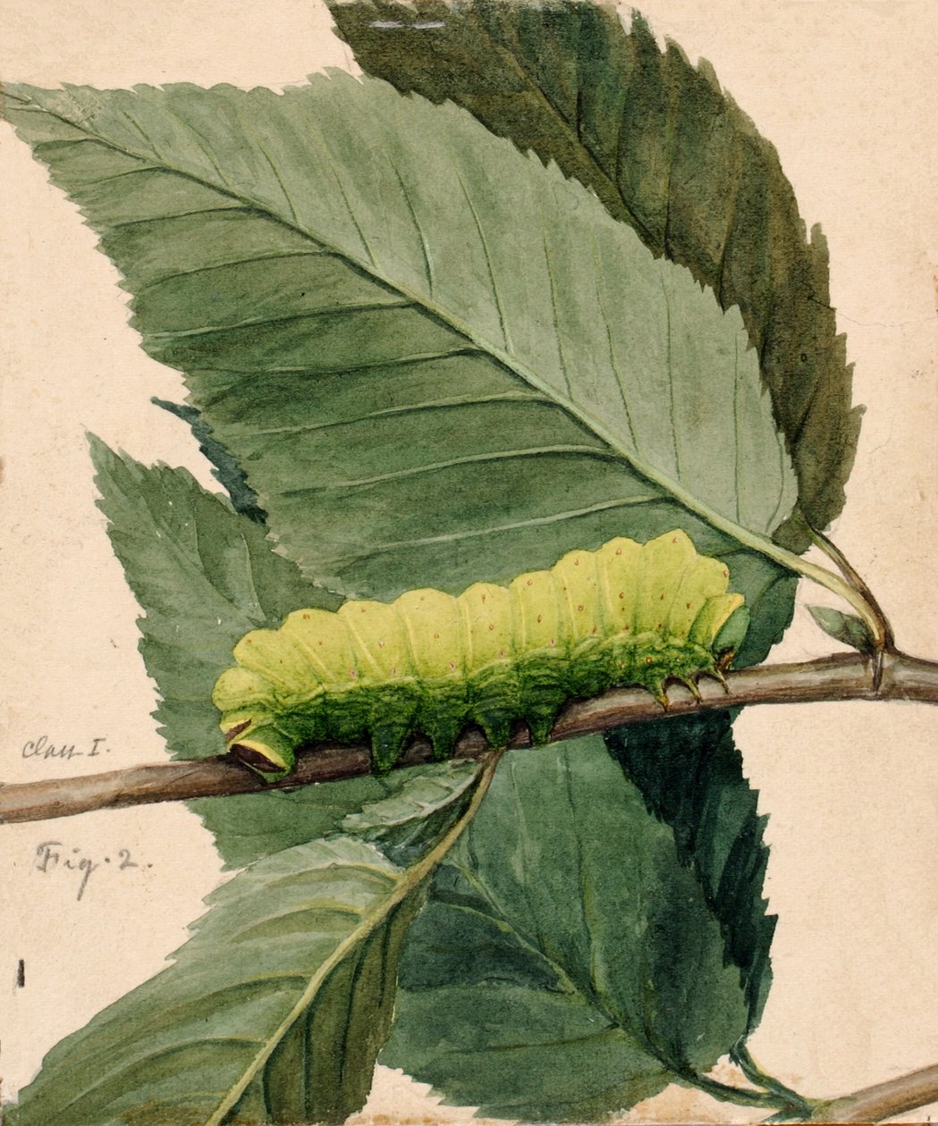 Lunar Caterpillar, studie til bogen Concealing Coloration in the Animal Kingdom, n.d. af Abbott Handerson Thayer