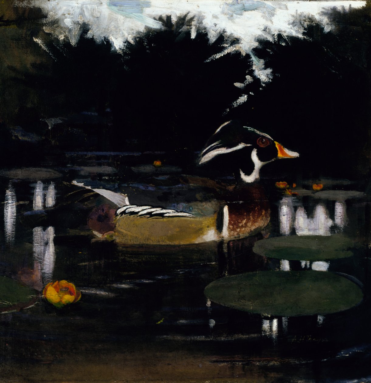 Han Skovand i en skovpool, studie til bogen Concealing Coloration in the Animal Kingdom, c1905-1 af Abbott Handerson Thayer