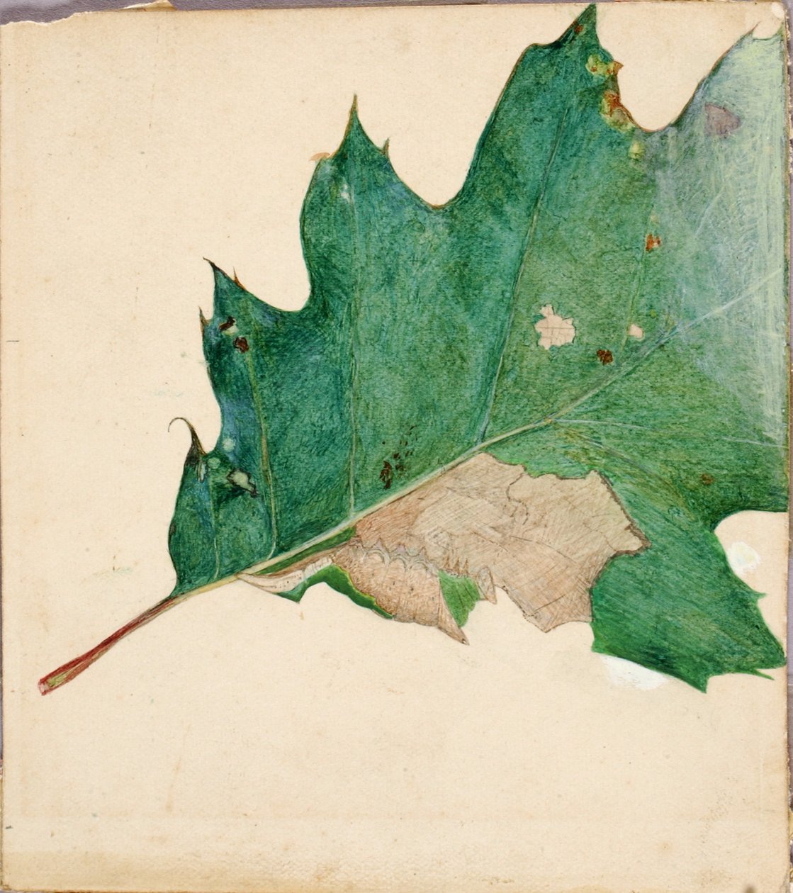 Oligocentra Lignicolor, Walker, studie til bogen Concealing Coloration in the Animal Kingdom. af Abbott Handerson Thayer