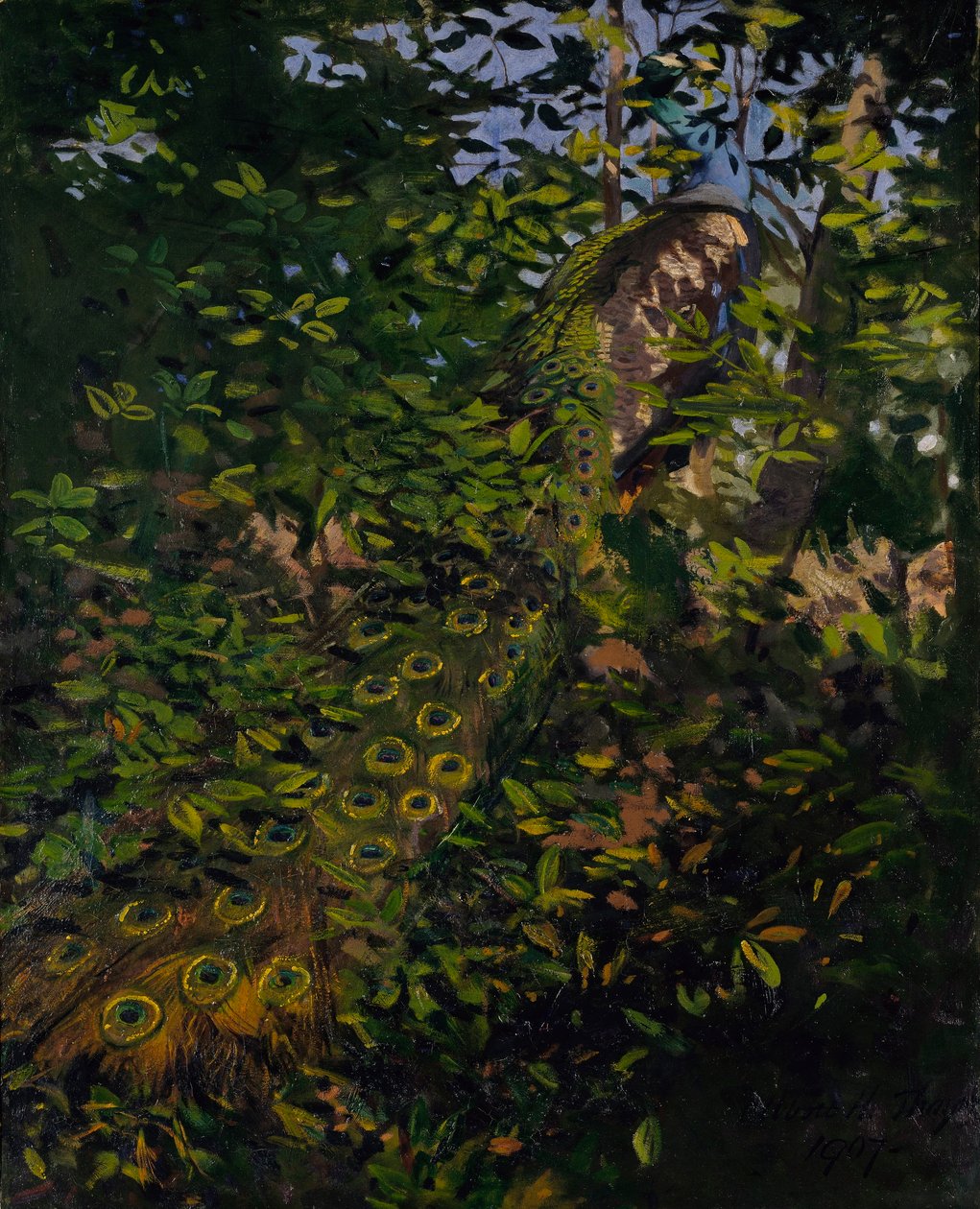 Påfugl i skoven, studie til bogen Concealing Coloration in the Animal Kingdom af Abbott Handerson Thayer