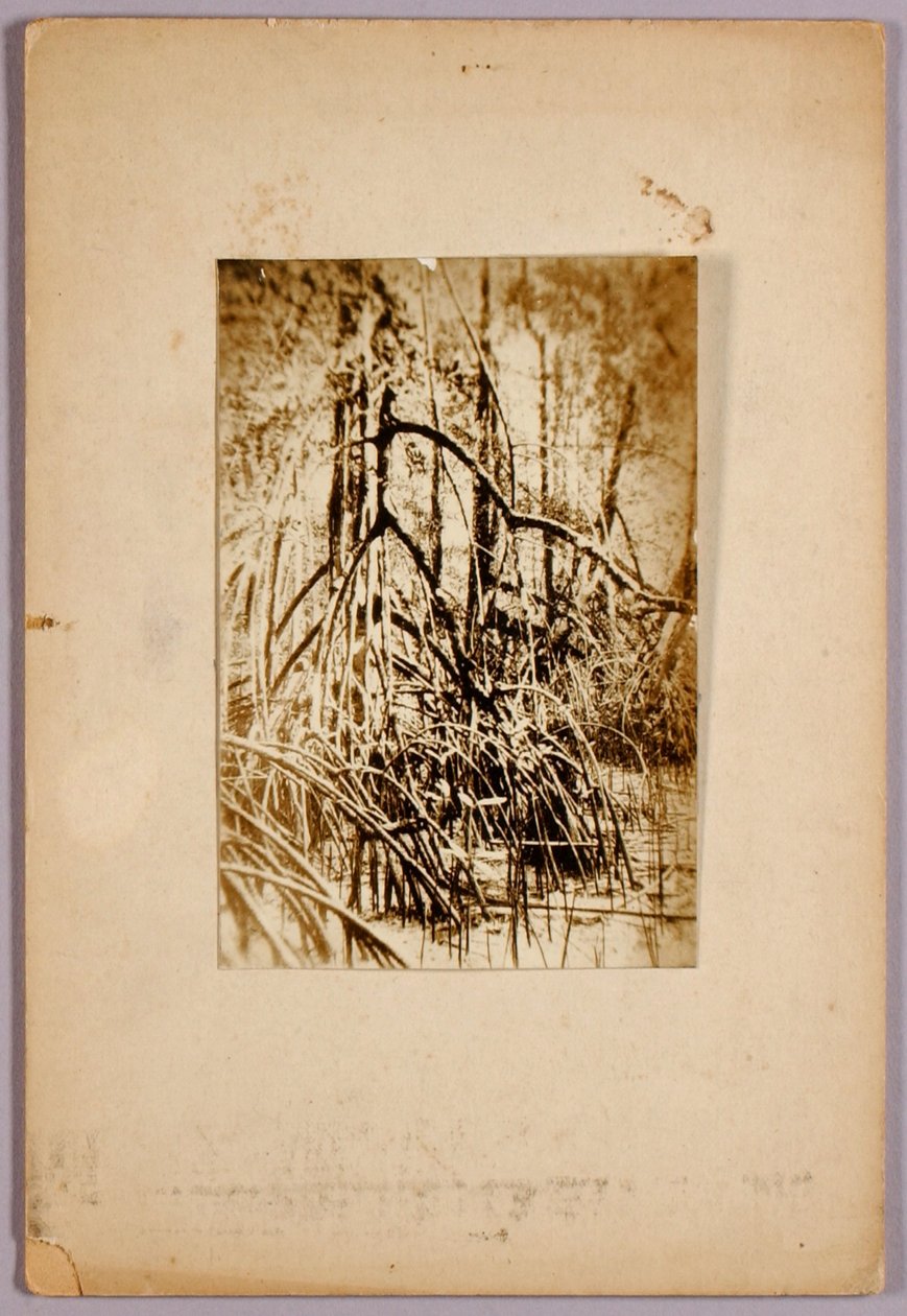 Foto af mose, studiemappe til bogen Concealing Coloration in the Animal Kingdom af Abbott Handerson Thayer