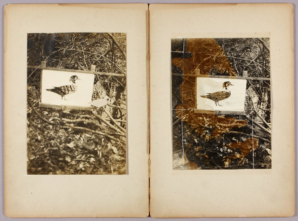 Stencil Ducks, studiemappe til bogen Concealing Coloration in the Animal Kingdom (skjulte farver i dyreriget) af Abbott Handerson Thayer