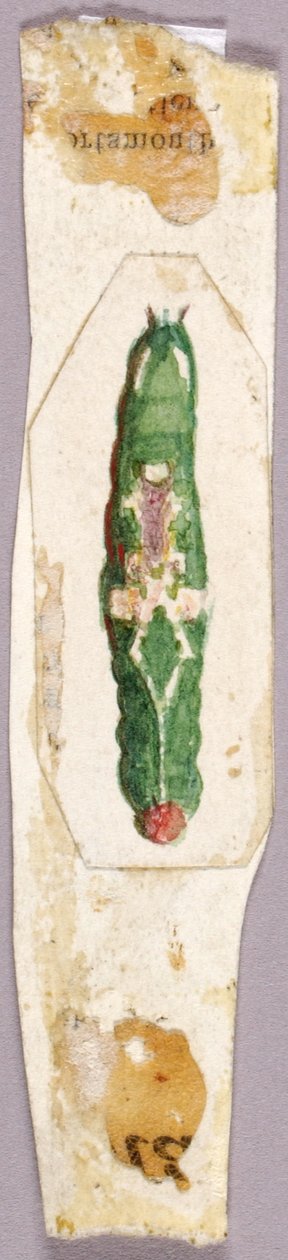 White Birch Leaf Edge Caterpillar, studie til bogen Concealing Coloration in the Animal Kingdom. af Abbott Handerson Thayer