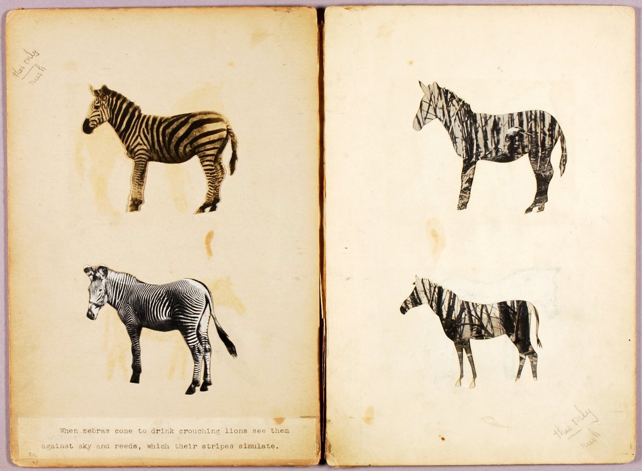 Zebraer, studiemappe til bogen Skjulte farver i dyreriget af Abbott Handerson Thayer
