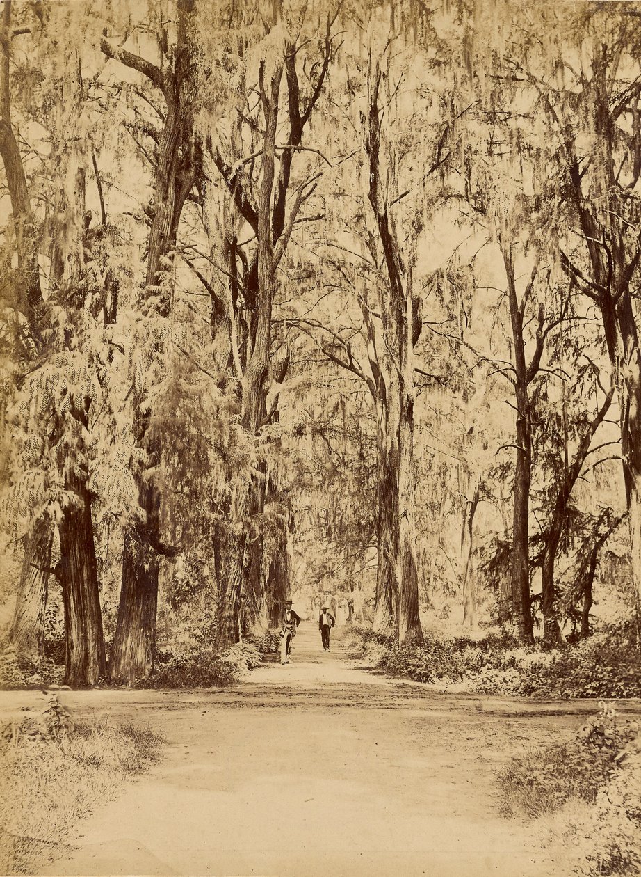 Mexico. Chapultepec-lunden i nærheden af Mexico af Abel Briquet