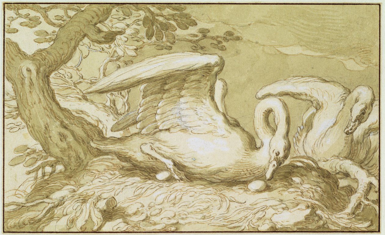 En svane i sin rede (pen og blækvask på papir) af Abraham Bloemaert