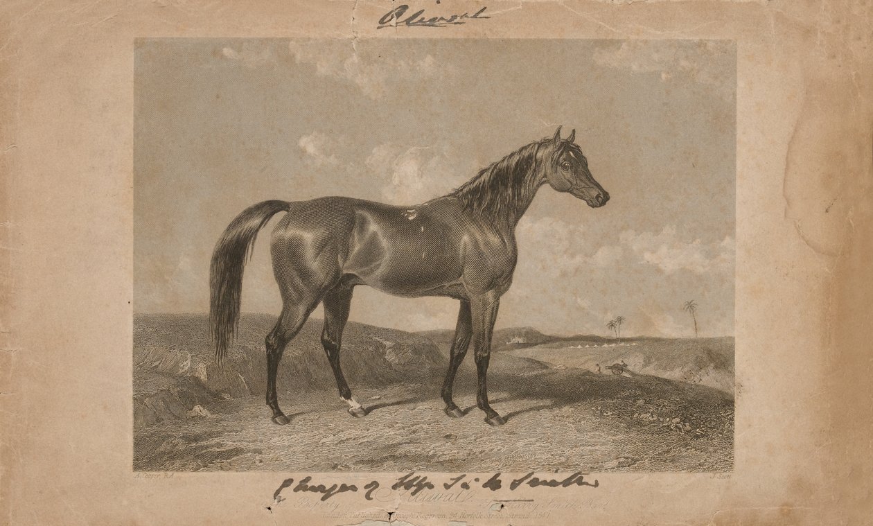 Aliwal, ejendom af Sir Harry Smith, Bart (litografi) af Abraham (after) Cooper