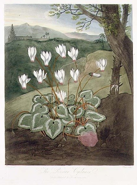 Den persiske Cyclamen, indgraveret af Elmes, fra 