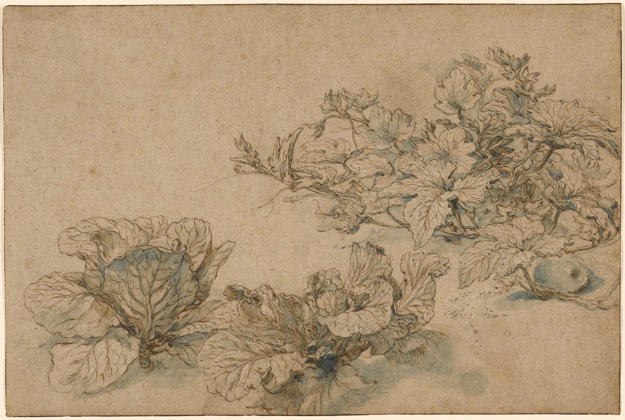 Undersøgelser af en knoglemarvsplante og kål af Abraham Bloemaert