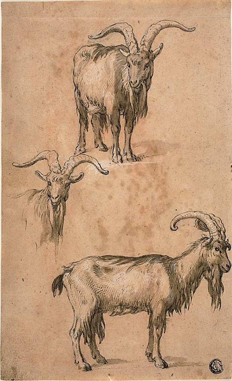 Tre skitser af en ged (recto) Draperi af stående kvindefigur (verso) af Abraham Bloemaert