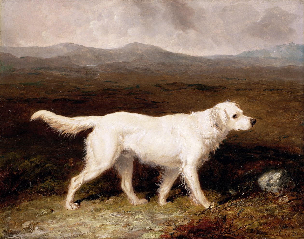 Charles Bretts hvide engelske setter 