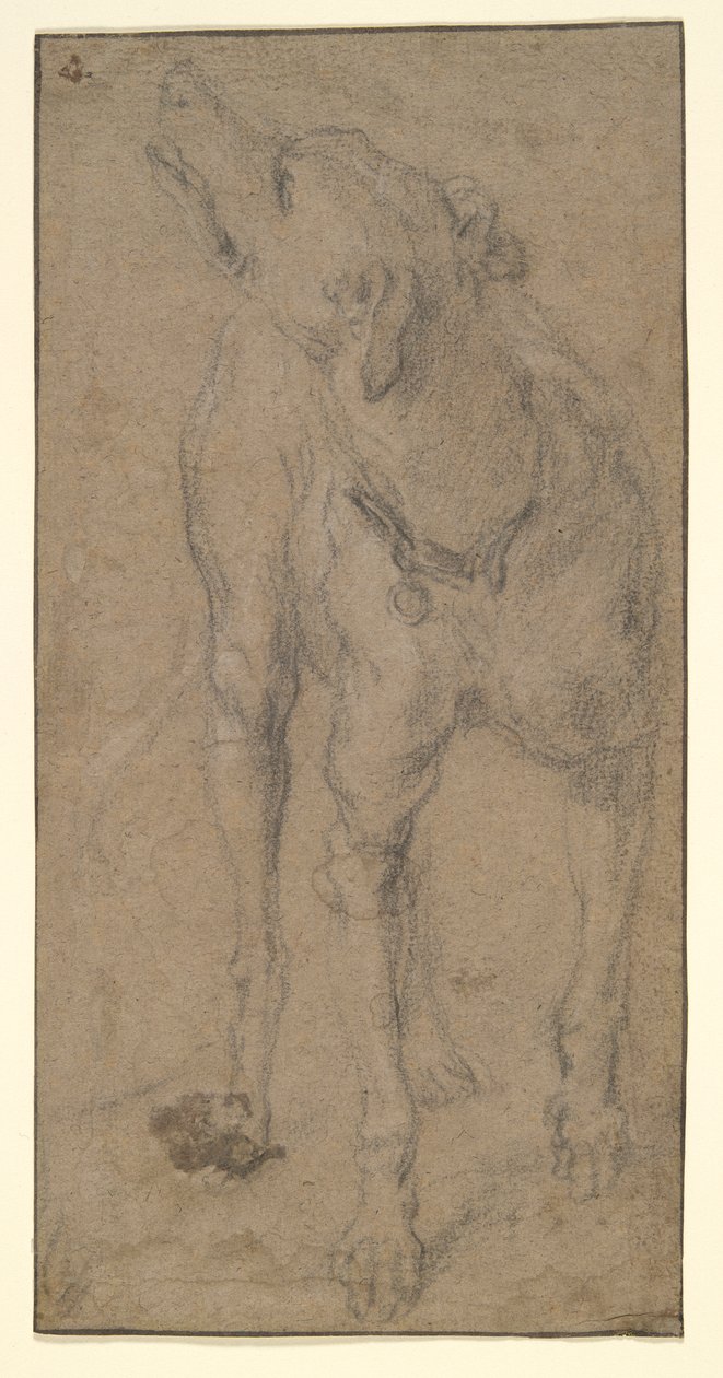 Studie af en hund af Abraham Hondius