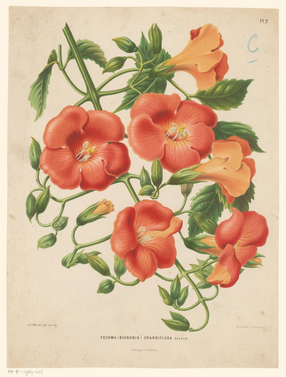 Bignoni Tecoma (bignonia) grandiflora (titel på objekt) af Abraham Jacobus Wendel