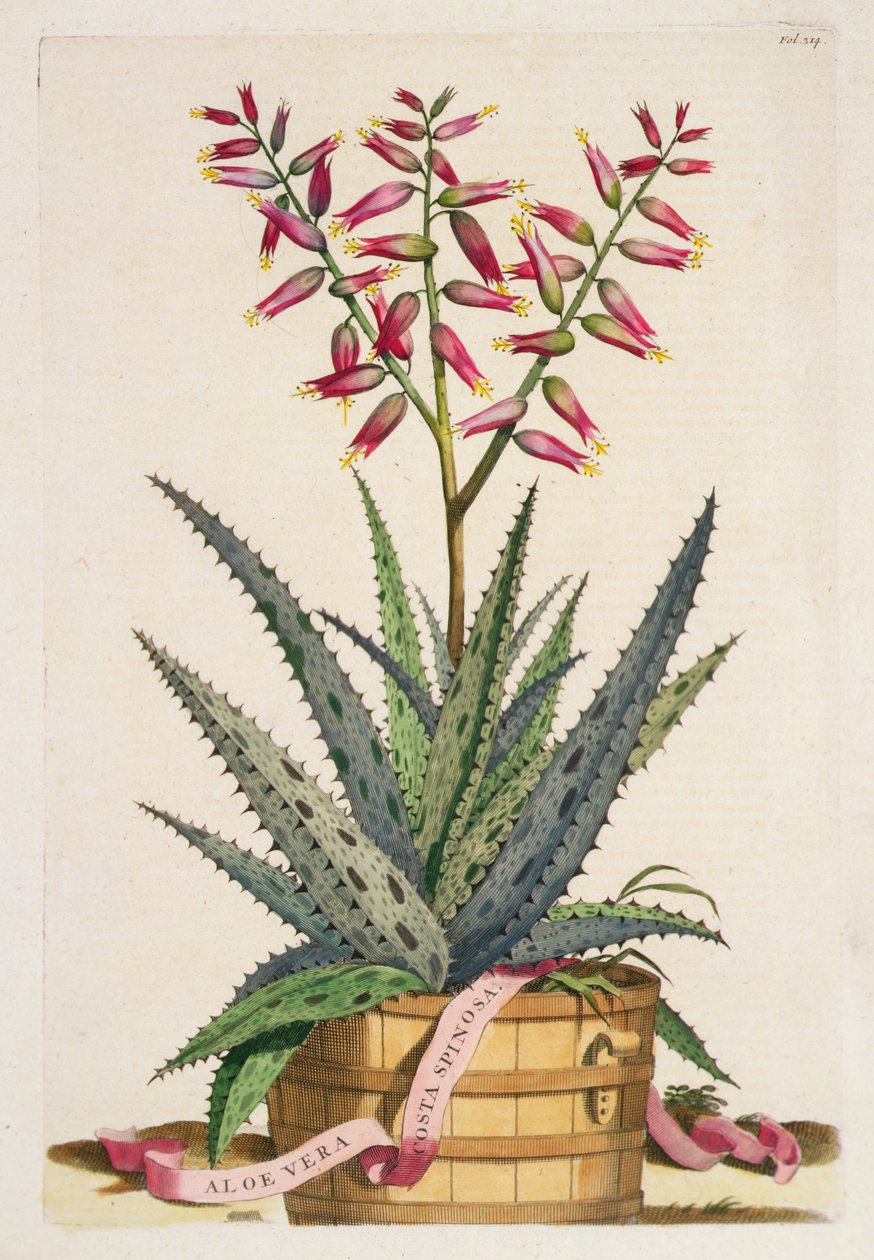 Aloe Vera Costa Spinosa, fra "Phytographia Curiosa", udgivet i 1702 (farvestik) af Abraham Munting