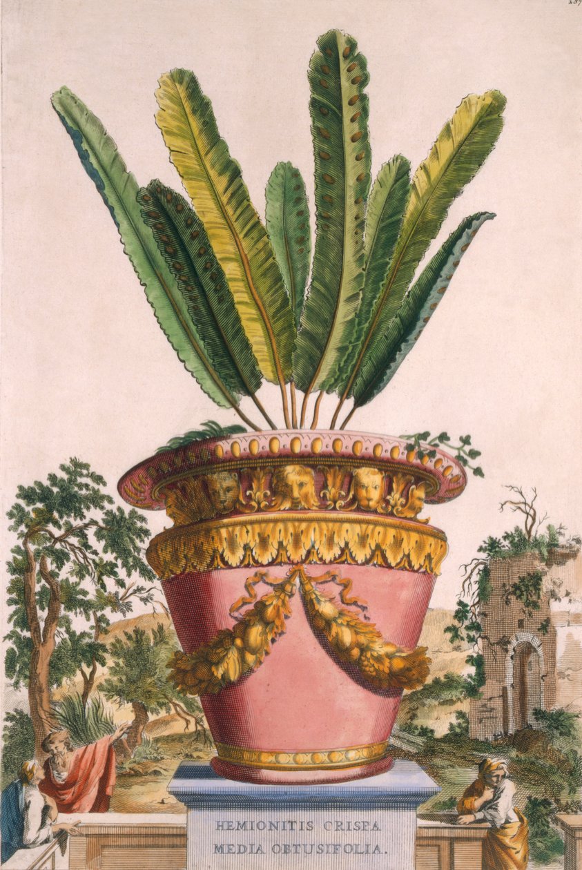 Hemionitis Crispa Media Obtusifolia, fra 