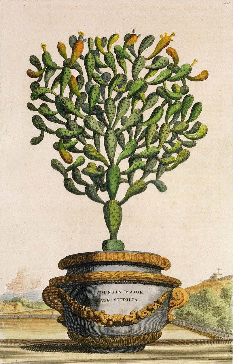 Opuntia Maior Augustifolia, fra Phytographia Curiosa, udgivet 1702 af Abraham Munting