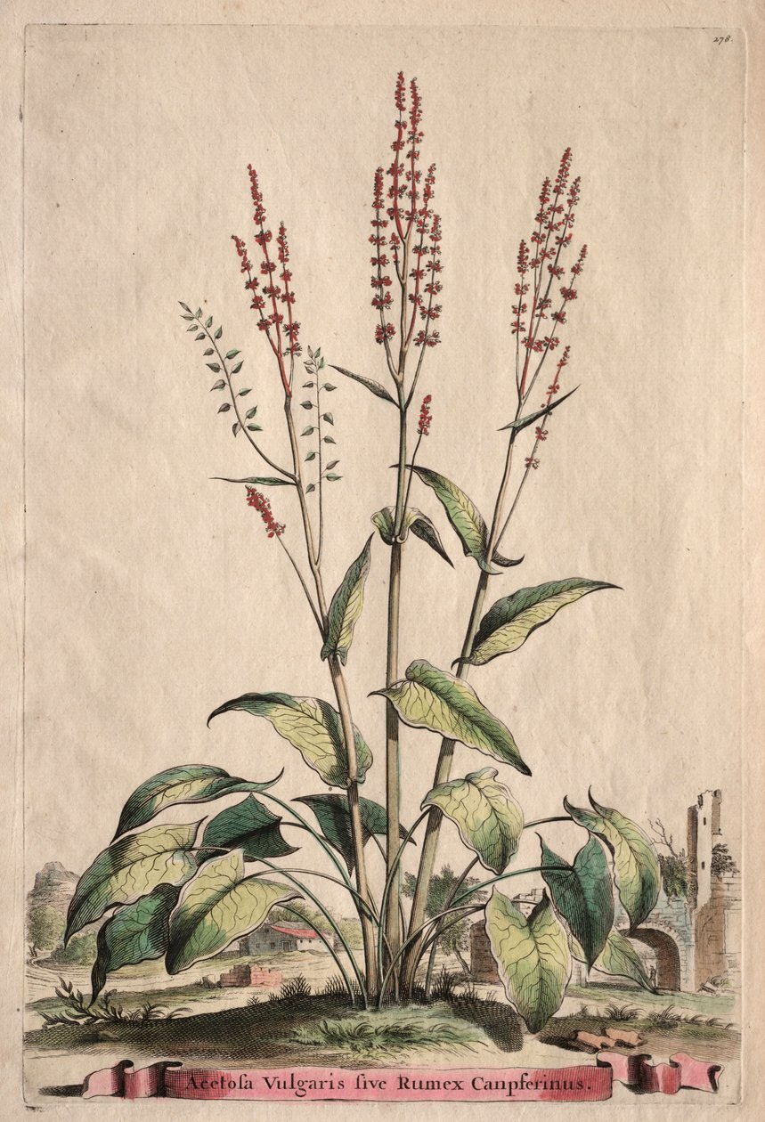 Phytographia Curiosa: Acetosa Vulgaris sive Rumex Canpferinus. af Abraham Munting