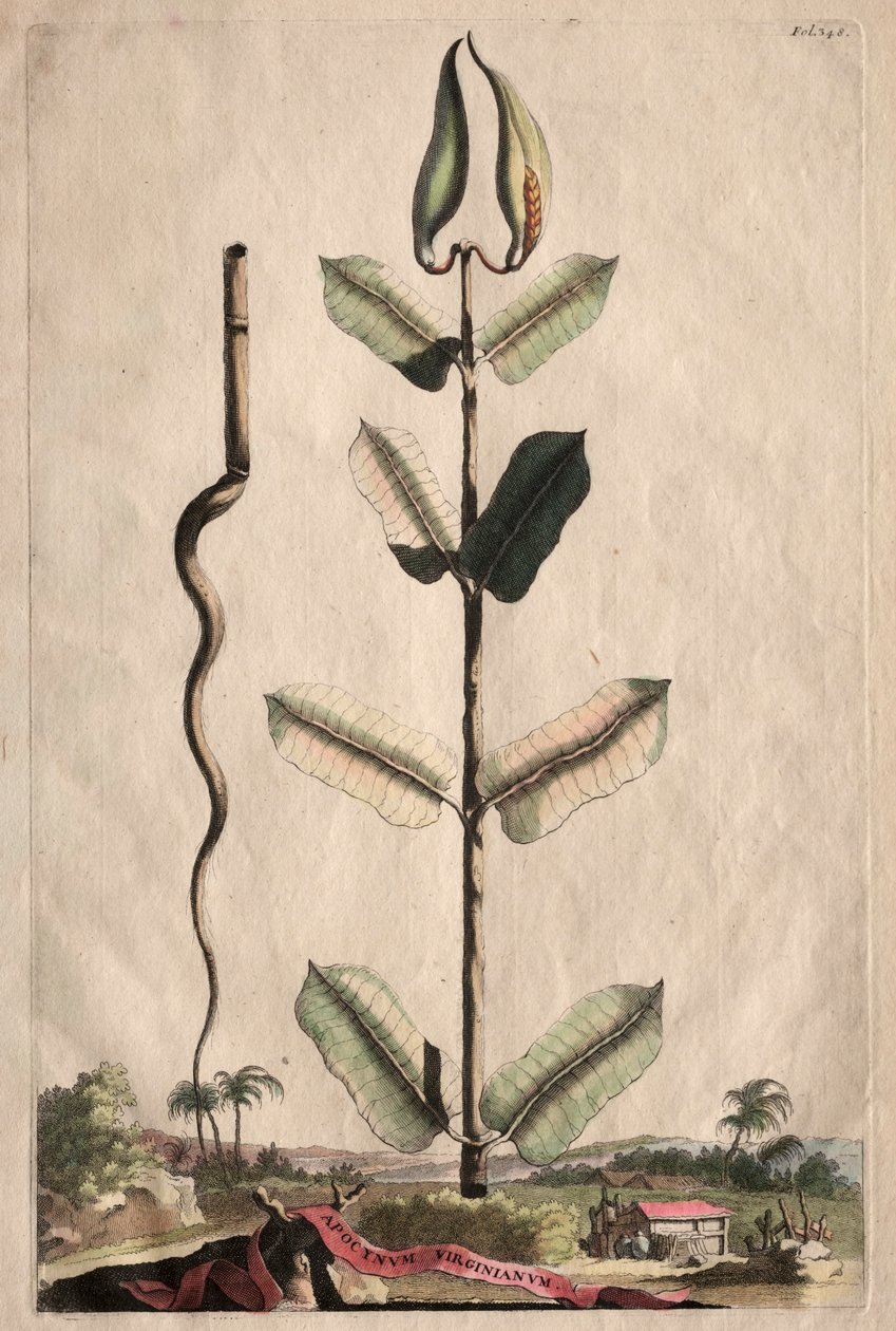 Curious Phytographia: Apocynum Virginianum af Abraham Munting