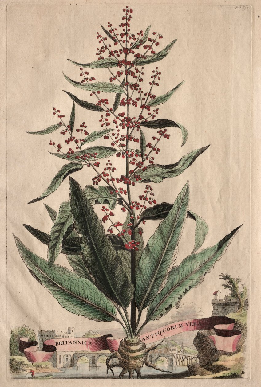 En nysgerrig Phytographia af Abraham Munting