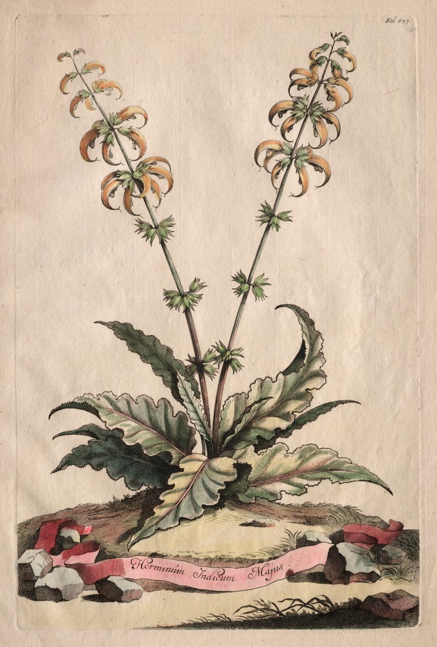 Phytographia Curiosa: Horminum Indicum Majus. af Abraham Munting