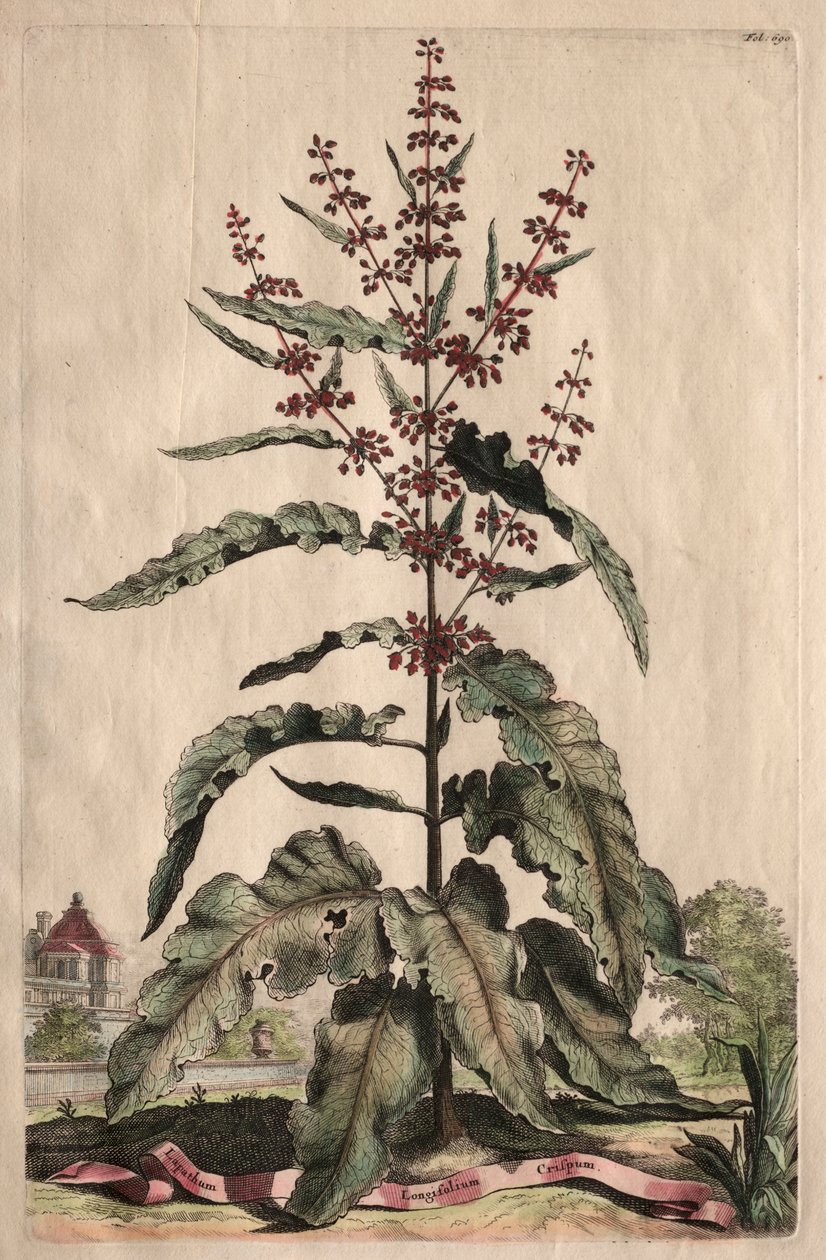 Nysgerrig Phytography: Lapathum Longifolium Curlum af Abraham Munting