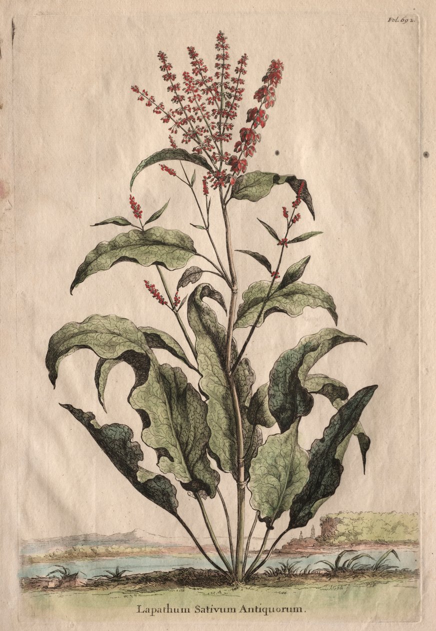 Nysgerrig Phytography: Lapathum Sativum af de gamle af Abraham Munting