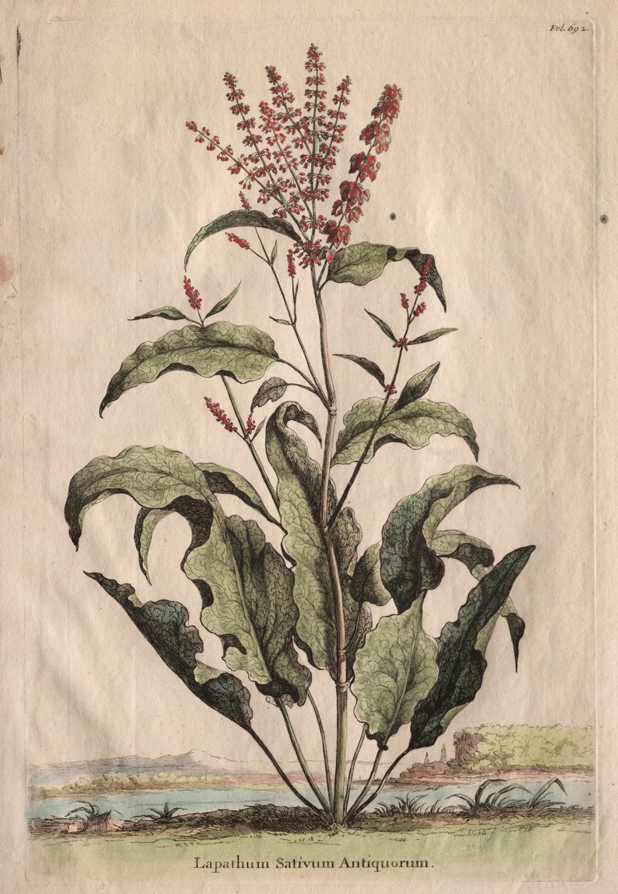 Nysgerrig Phytographia: Lapathum Identificationum Antiquorum. af Abraham Munting