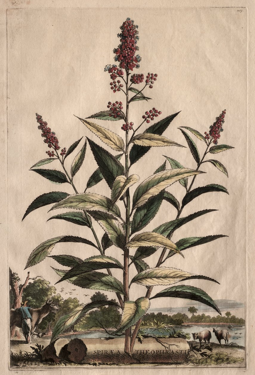 Nysgerrig fytografi: Spiraea Theophrastus af Abraham Munting
