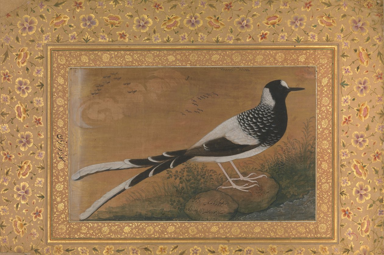 Spotted Forktail, Folio fra Shah Jahan Album, recto: ca. 1610-15, omvendt ca. 1540. af Abu al Hasan