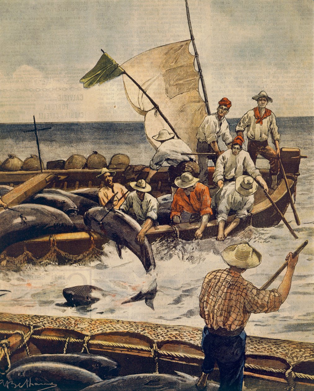Ekstraordinært fiskeri efter almindelig tun ved Piana Island, Sardinien, af Achille Beltrame (1871-1945), fra La Domenica del Corriere, 30. juni 1900 af Achille Beltrame