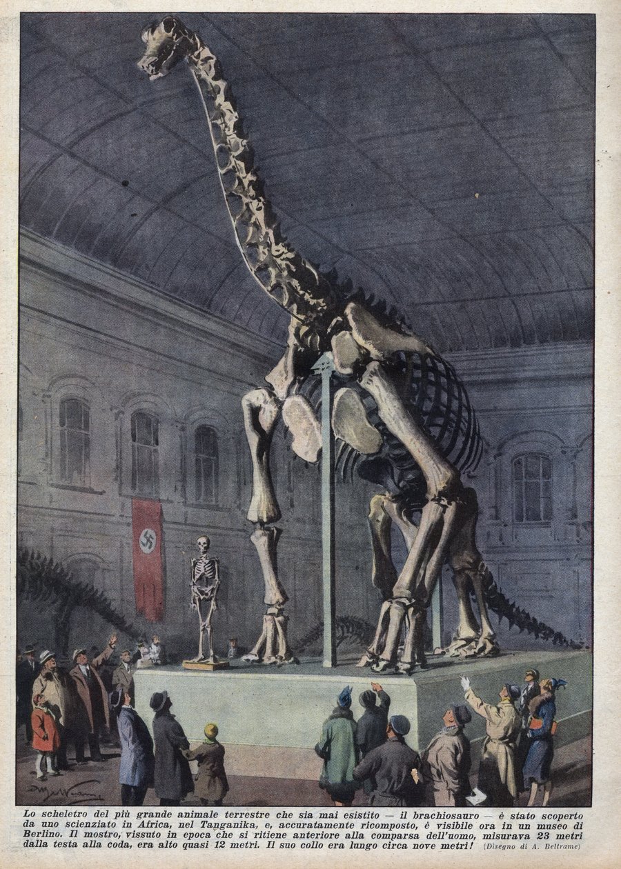 Installation i et museum i Berlin, Tyskland af et brachiosaurskelet opdaget af en videnskabsmand i Afrika. Illustration af Achilles Beltrame i "" La domenica del corriere"" af 12/12/1937 af Achille Beltrame