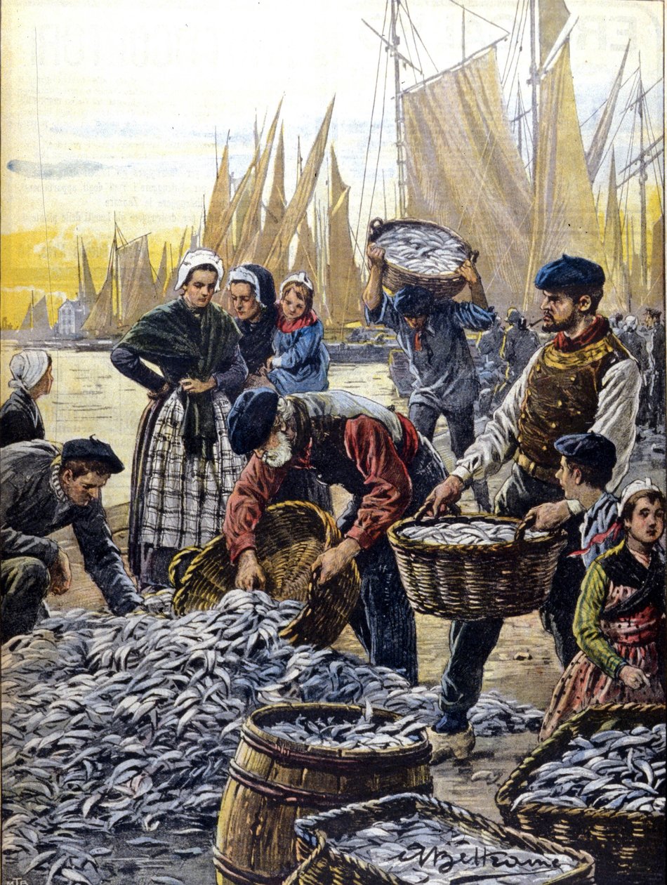 Sardinfiskeri i Bretagne i 1903 illustration af Achille Beltrame af Achille Beltrame