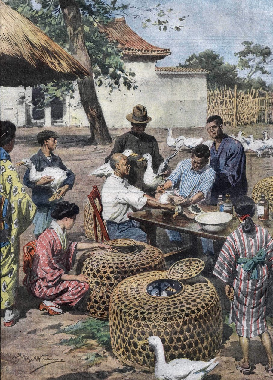 Tokyo Imperial Palace Garden: Vaccination og veterinærhjælp til ænder for at beskytte dem mod kolera. Illustration af Achille Beltrame fra 1928. af Achille Beltrame