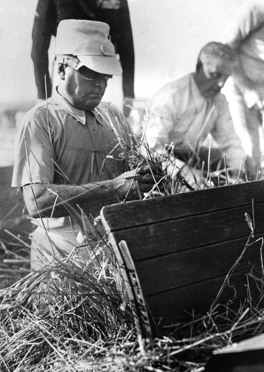 Mussolini deltager i hvedehøsten (s/h foto) af Achille Villani