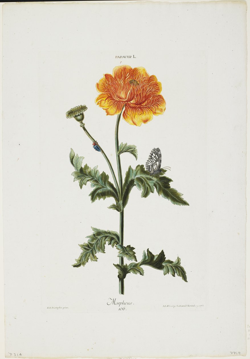 Papauer I. 106. Morpheus, fra Hortus Nitidissimis, 1773 (håndkoloreret gravering) af Adam Louis Wirsing