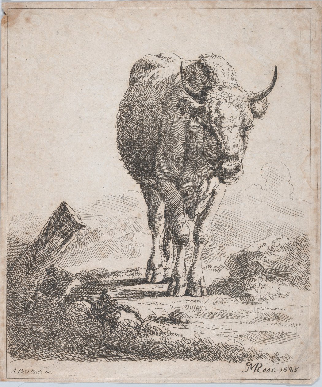 En ko, set forfra, 1805. af Adam von Bartsch
