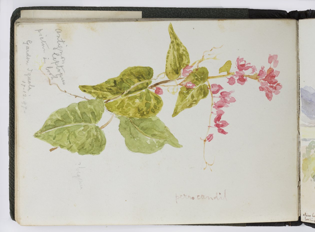 Skitsebog med akvareller, tegninger og noter, Mexico, 1896-1898 (akvarel) af Adela Breton