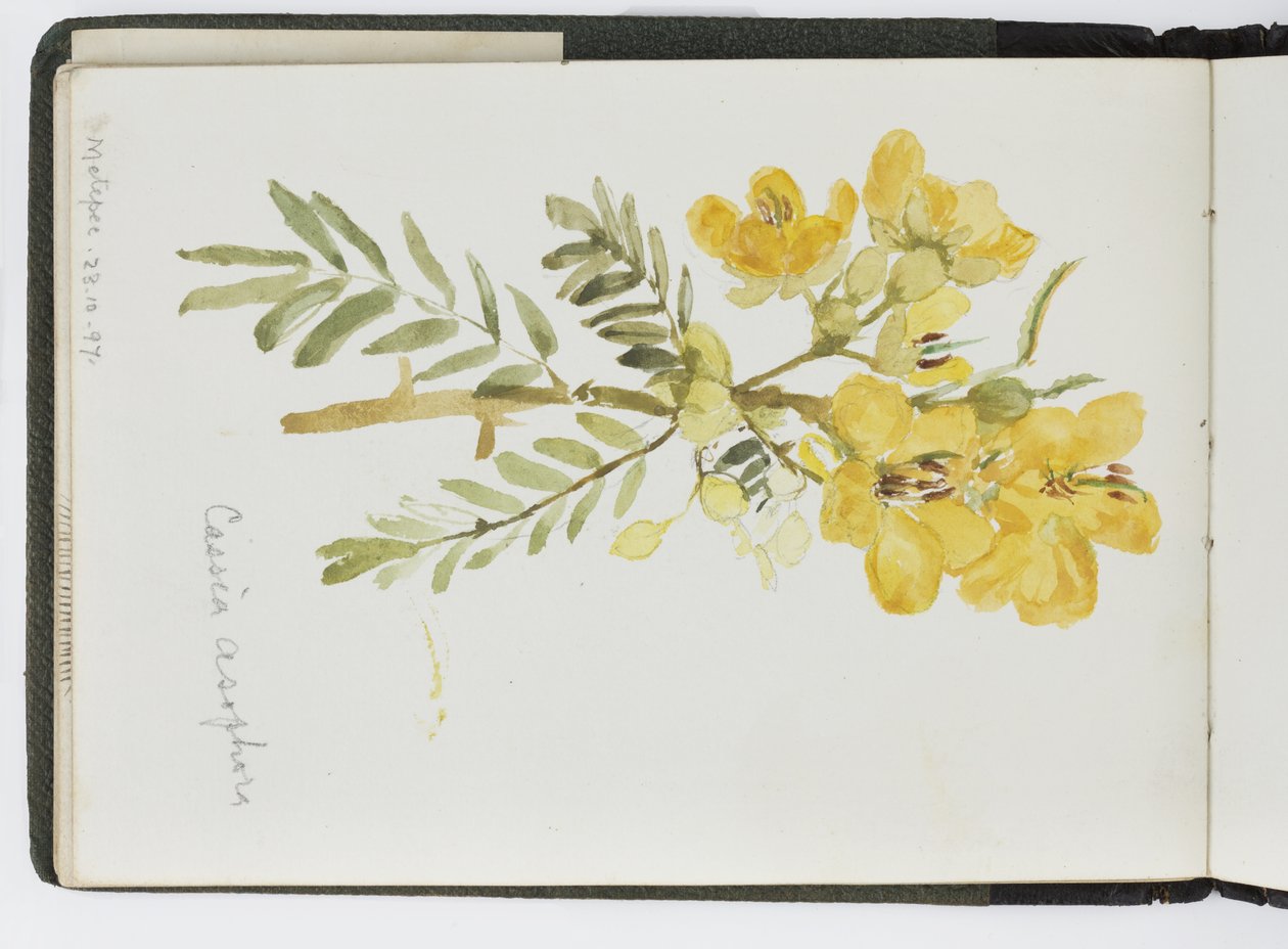 Skitsebog med akvareller, tegninger og noter, Mexico, 1896-1898 (akvarel) af Adela Breton
