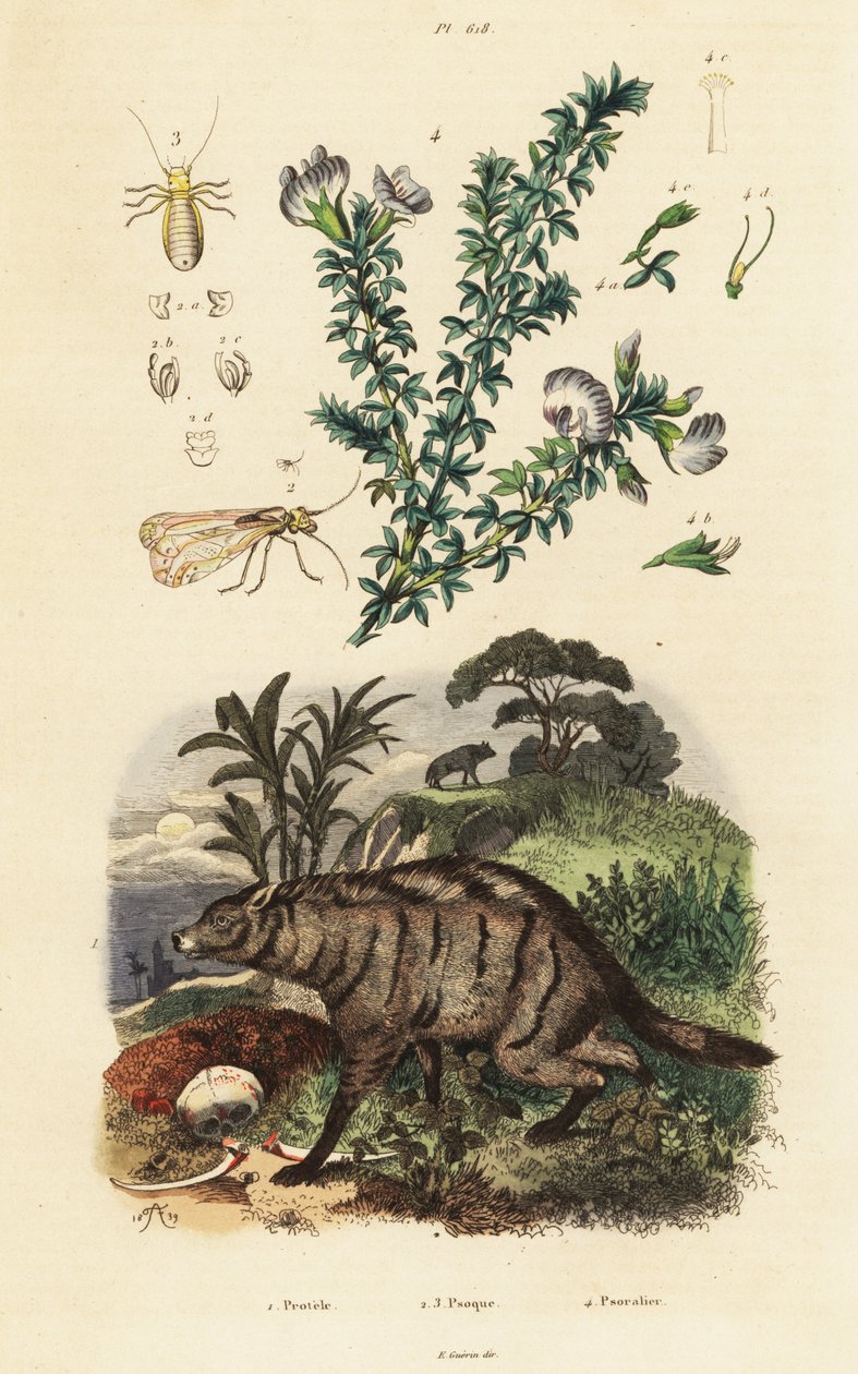 Aardwolf, arabisk ært og lus. af Adolph (after) Fries