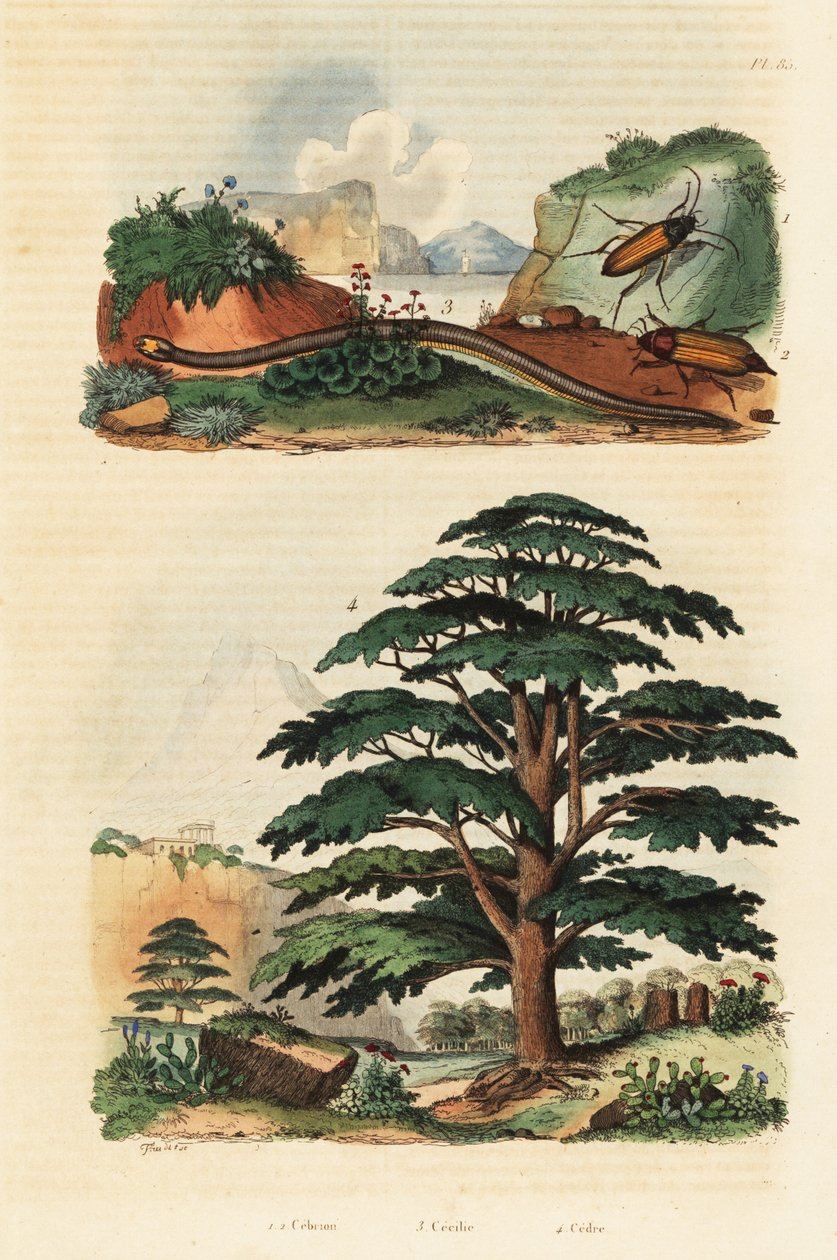 Cedar of Libanon, to-foret caecilian og klikbiller., 1834-1839 (gravering) af Adolph (after) Fries