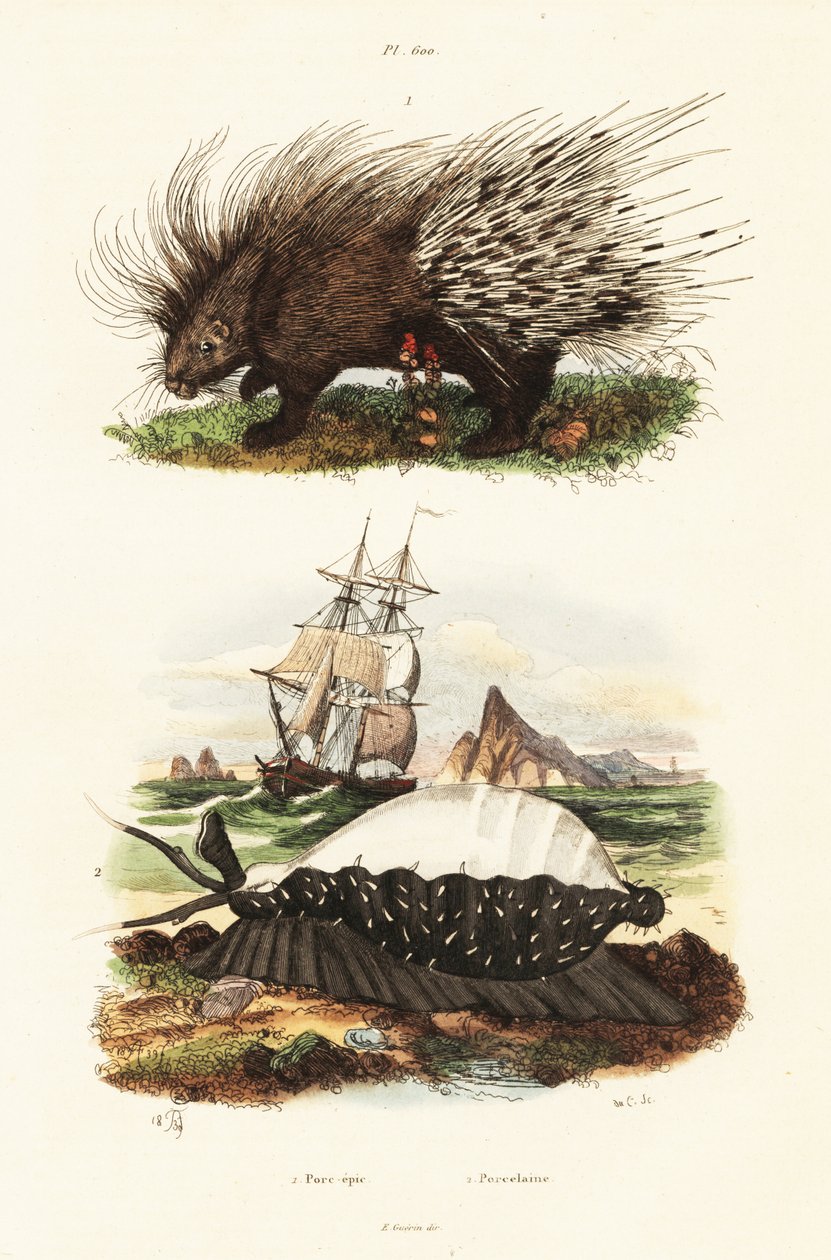 Crested pindsvin og tiger cowrie. af Adolph (after) Fries