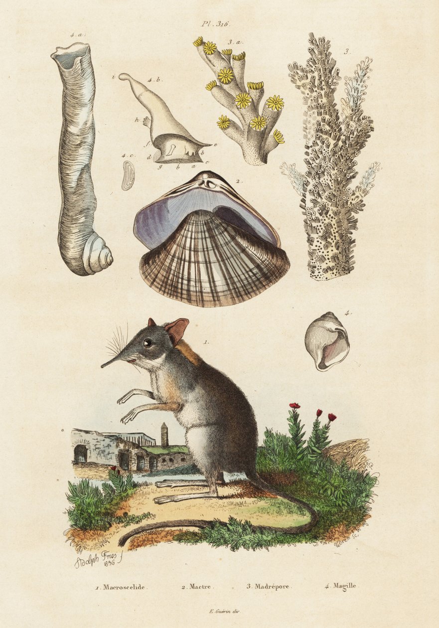 Elefantspidsmus, musling og koraller., 1834-1839 (gravering) af Adolph (after) Fries