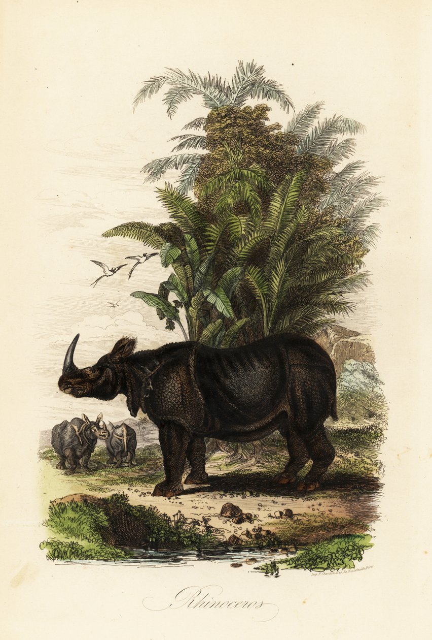 Indisk næsehorn, Rhinoceros unicornis, sårbart af Adolph (after) Fries